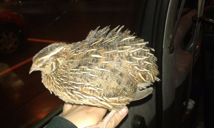 Aricel - A---Achizitii 2017