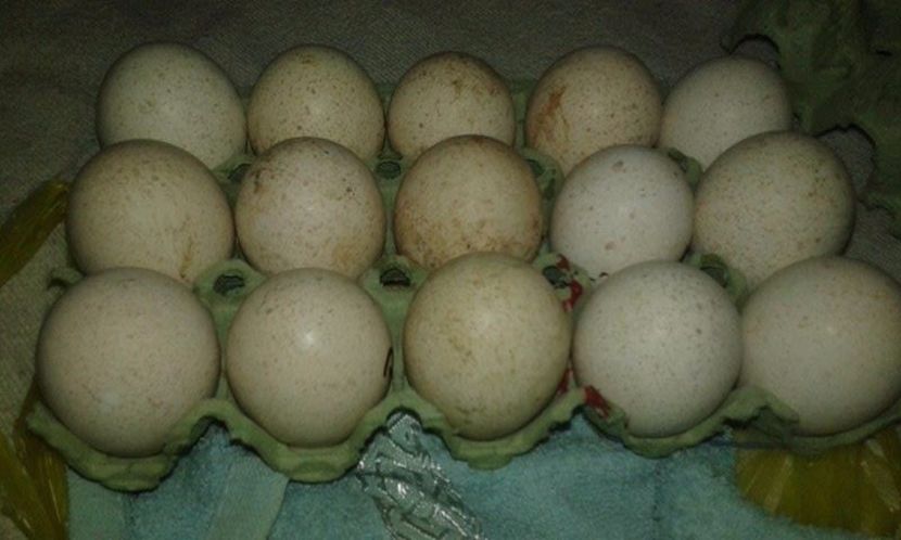 10 Oua de curci rosii de Bourbon si 5 de curci Negre - A---Achizitii 2017