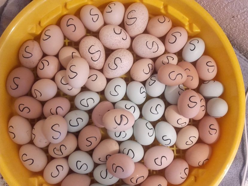 araucana,brahma,jersey,wyandotte ,rhode si curci de carne (experiment) - Seria 3