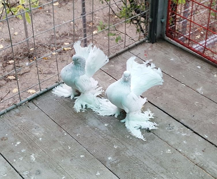 2016-11-09 15.43.10-2 (2) - ROSTOV