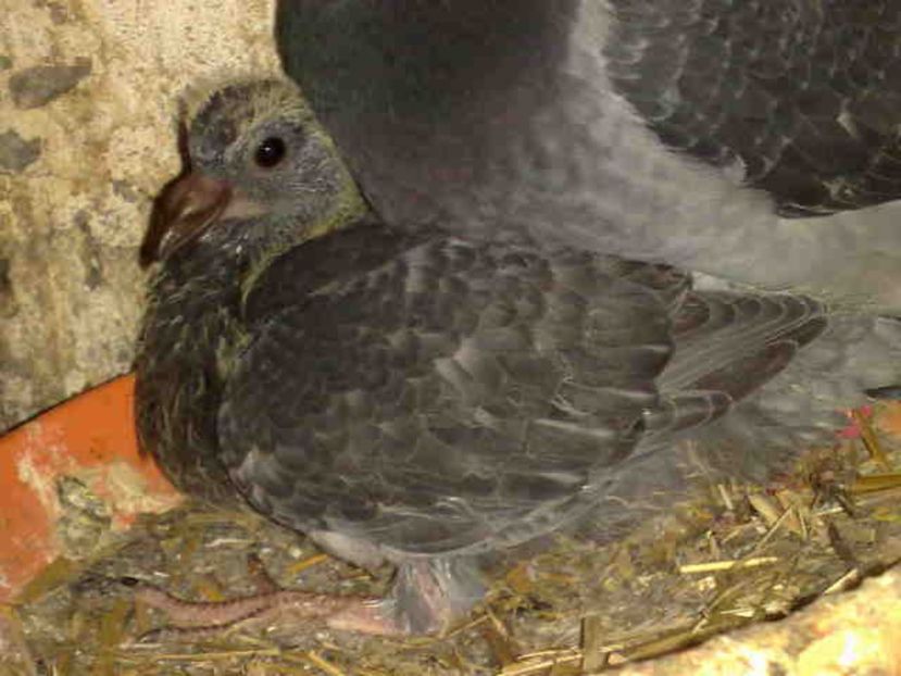 - Pui 2017-2018 -2019-2020 -2021-matca-doici-vind aproape tot lotul