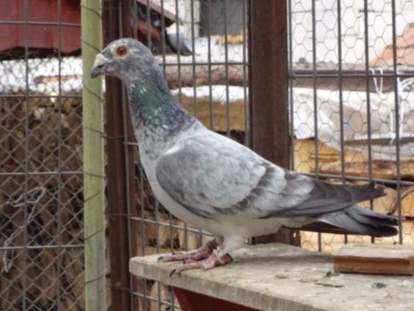 108959516_ALMWWLN3 - VOIAJORI FEMELE Stil Vechi si frumusete 2017