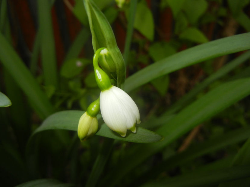 Leucojum aestivum (2017, April 05) - GHIOCEI_Leucojum aestivum