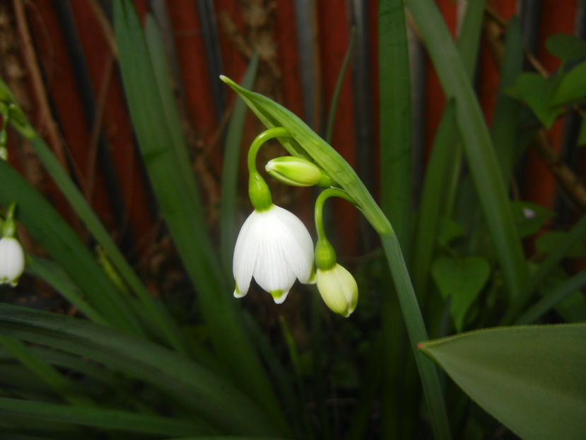 Leucojum aestivum (2017, April 06) - GHIOCEI_Leucojum aestivum