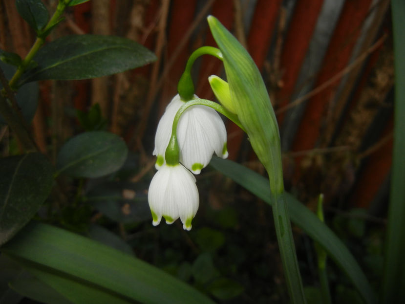 Leucojum aestivum (2017, April 06) - GHIOCEI_Leucojum aestivum