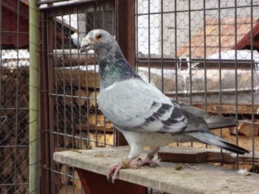 38.MASC.2015.H. - VOIAJORI MASCULI Stil Vechi si frumusete 2017-2018