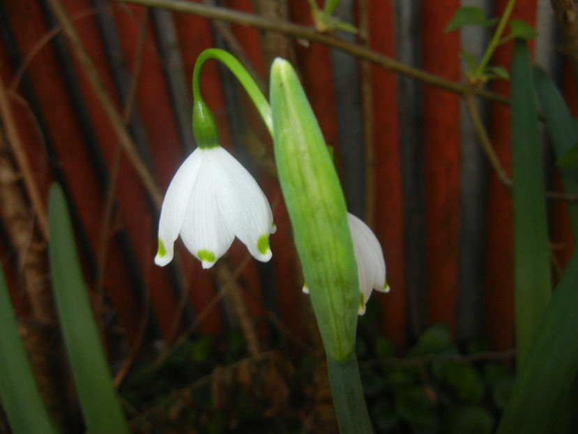 Leucojum aestivum (2017, April 10) - GHIOCEI_Leucojum aestivum