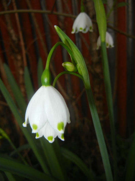 Leucojum aestivum (2017, April 10) - GHIOCEI_Leucojum aestivum