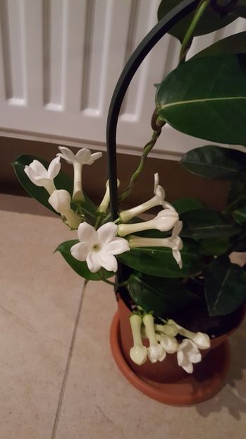  - stephanotis floribunda