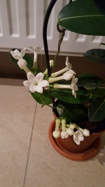  - stephanotis floribunda