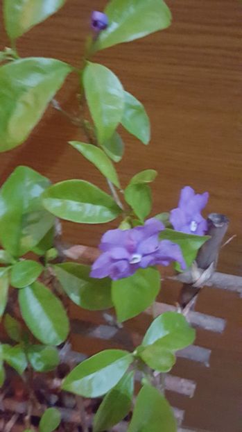  - Brunfelsia calycina