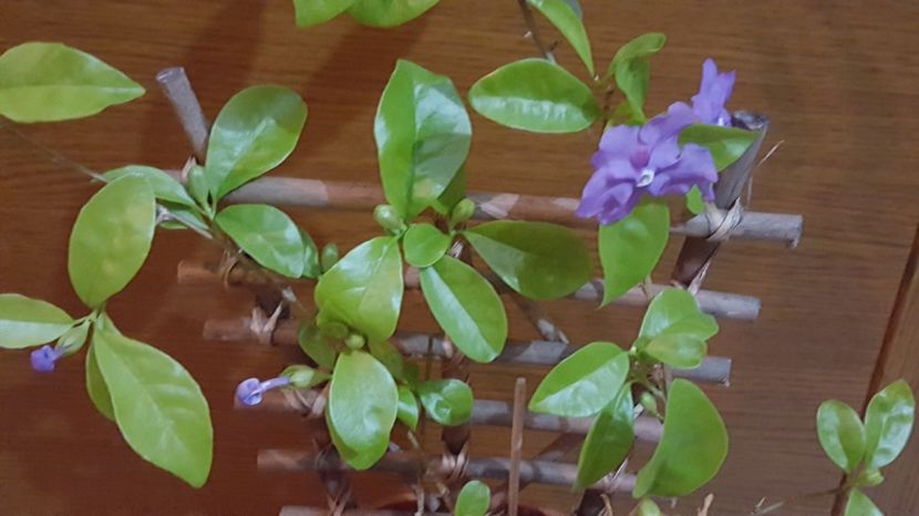  - Brunfelsia calycina