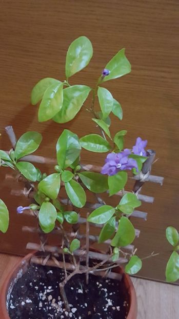  - Brunfelsia calycina