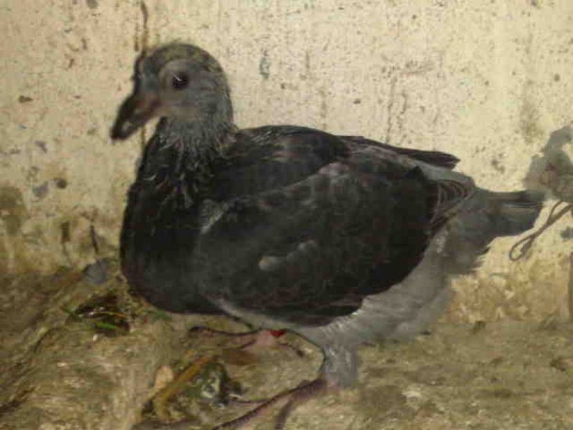  - Pui 2017-2018 -2019-2020 -2021-matca-doici-vind aproape tot lotul