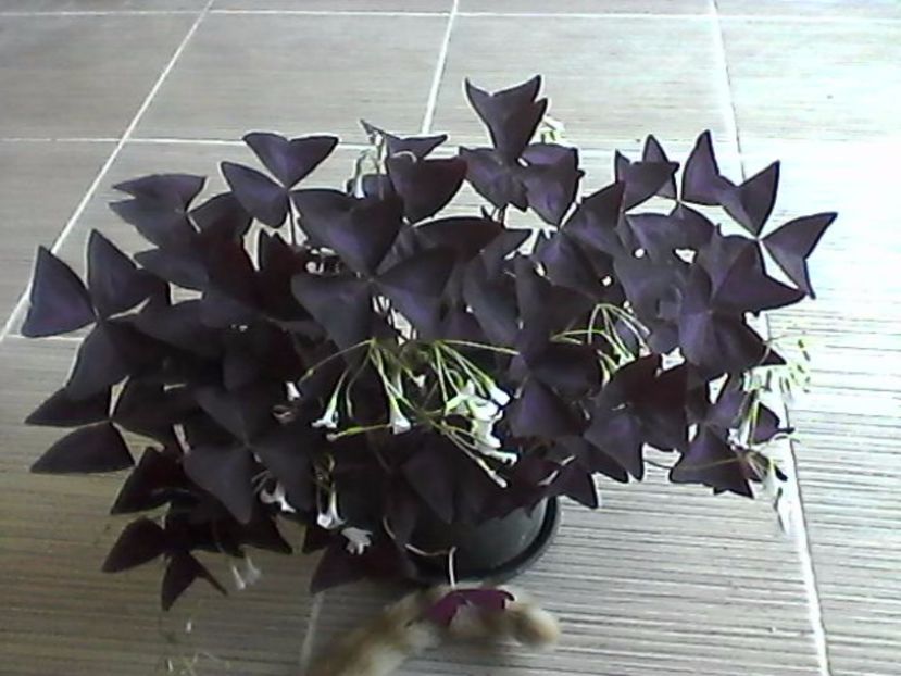 oxalis triangularis - Oxalis 2017