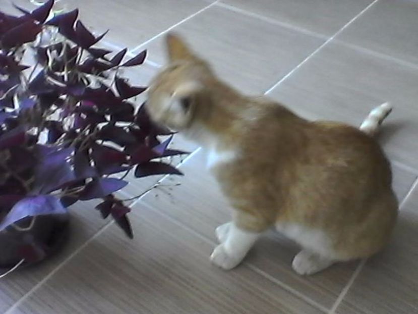 Photo0675 - Oxalis 2017