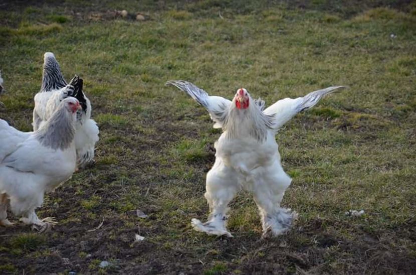  - brahma herminat deschis