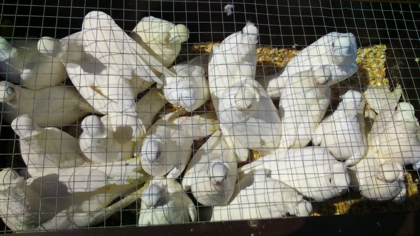 I - Orlovski tumbler