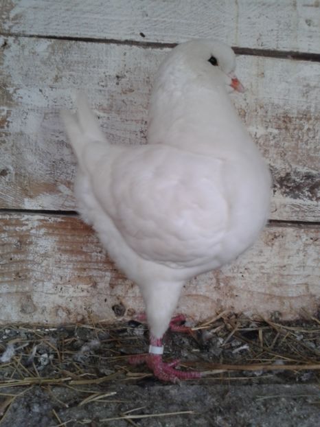 M 2016 - Kingi matca 2017