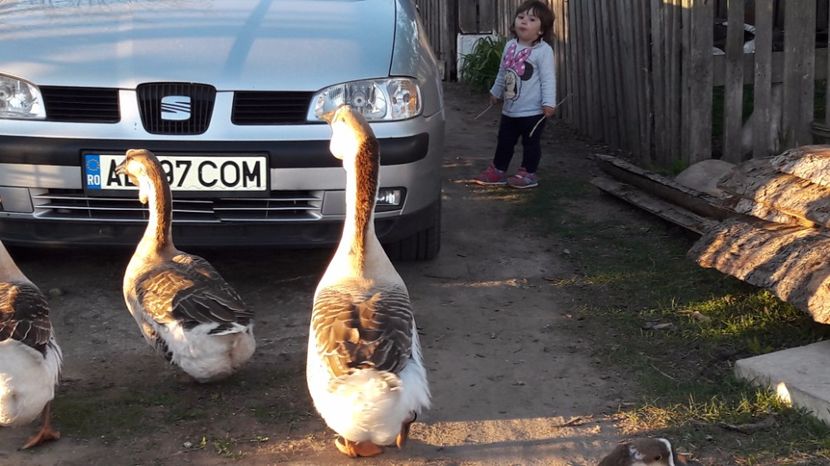 cu micuța - a Gaste Africane matca 2017