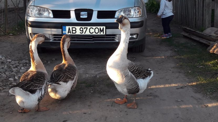 mândru foc - a Gaste Africane matca 2017