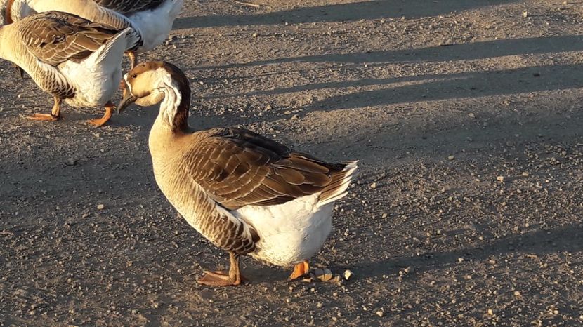 boboaca din iunie 2016 - a Gaste Africane matca 2017