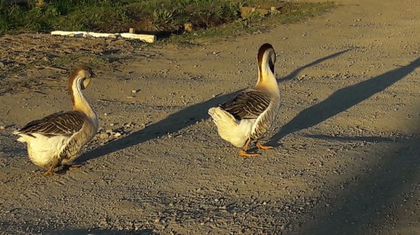  - a Gaste Africane matca 2017