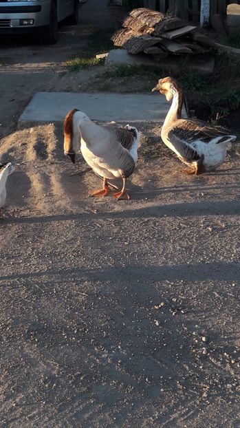  - a Gaste Africane matca 2017