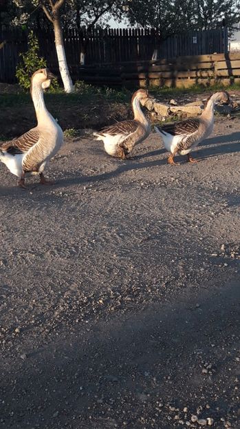  - a Gaste Africane matca 2017