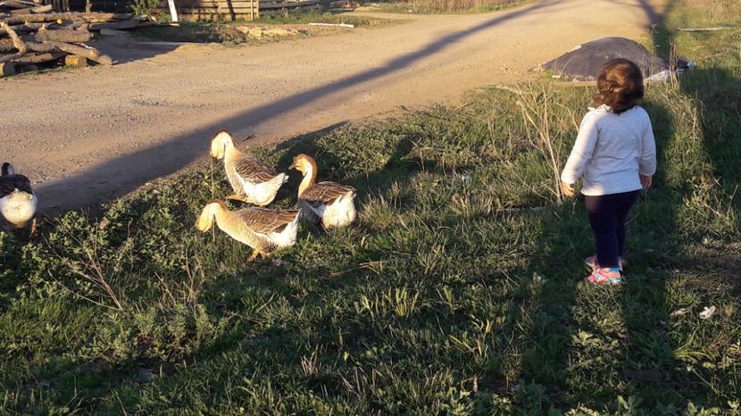 dupa - a Gaste Africane matca 2017