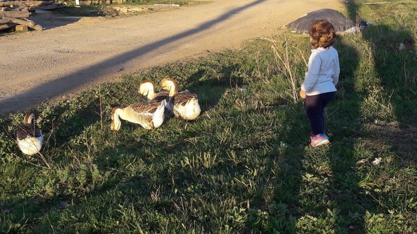 gaste - a Gaste Africane matca 2017