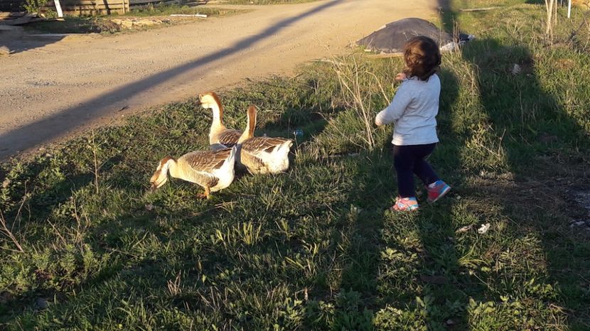  - a Gaste Africane matca 2017