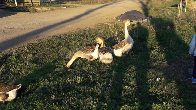  - a Gaste Africane matca 2017