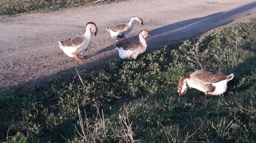  - a Gaste Africane matca 2017