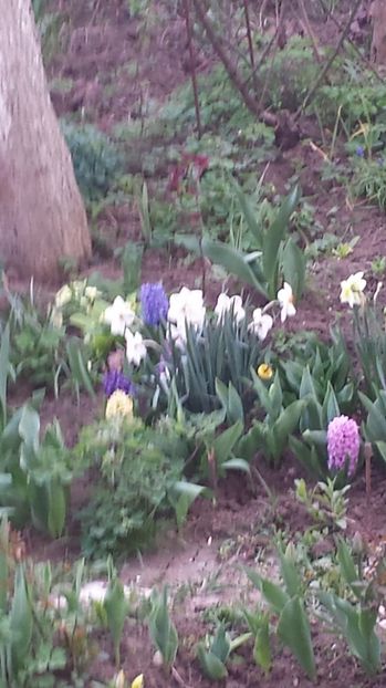 Poze 1 - Lalele zambile narcise