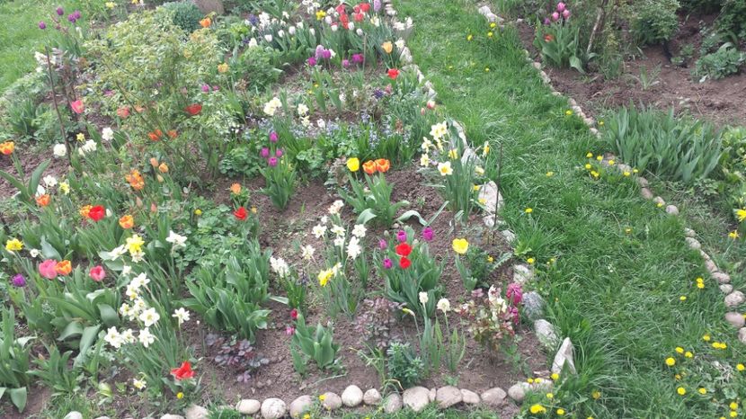 Poze 2 - Lalele zambile narcise