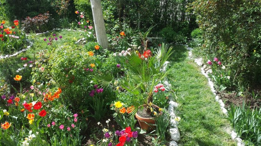  - Lalele zambile narcise