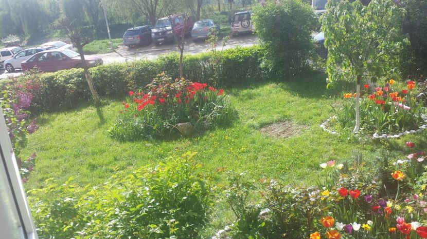  - Lalele zambile narcise