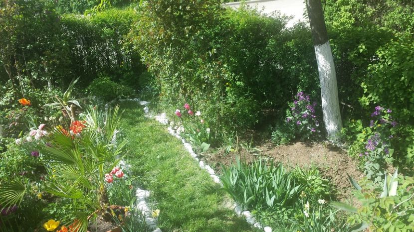 Poze 20.04.2016 148 - Lalele zambile narcise