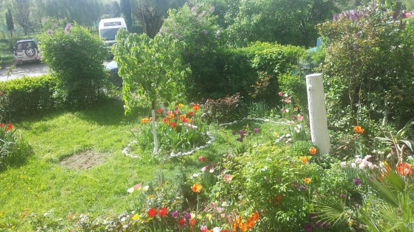  - Lalele zambile narcise