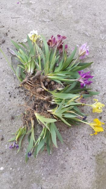  - IRISI PITICI 2018 disponibili acum