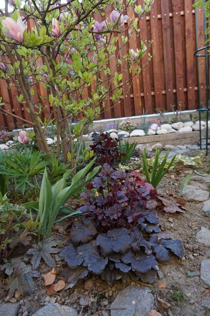 Midnight Rose - Heuchera 2017