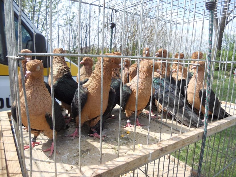  - TARG MONOR UNGARIA APRILIE 2017