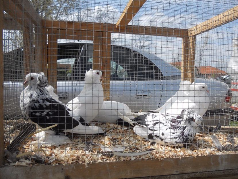  - TARG MONOR UNGARIA APRILIE 2017