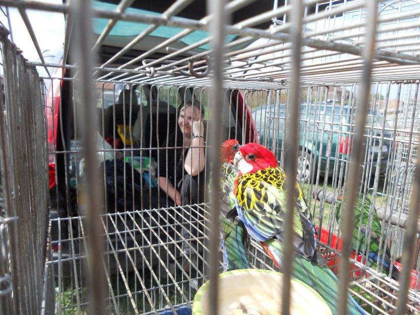  - TARG MONOR UNGARIA APRILIE 2017