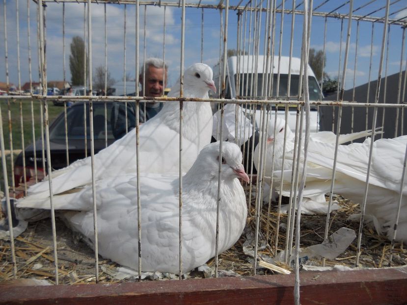  - TARG MONOR UNGARIA APRILIE 2017