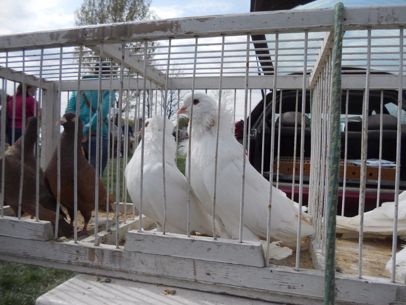  - TARG MONOR UNGARIA APRILIE 2017