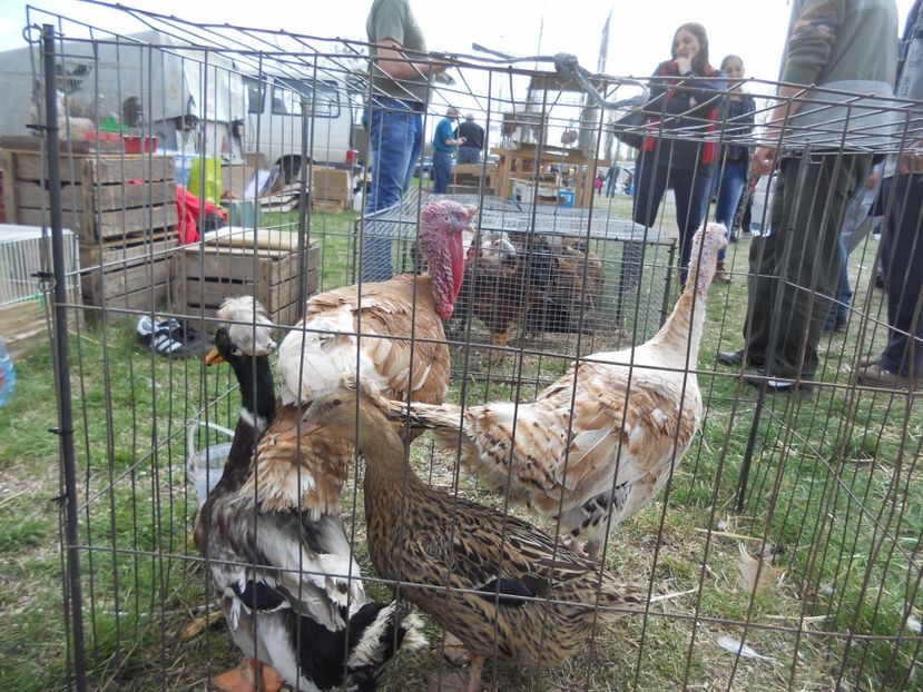  - TARG MONOR UNGARIA APRILIE 2017