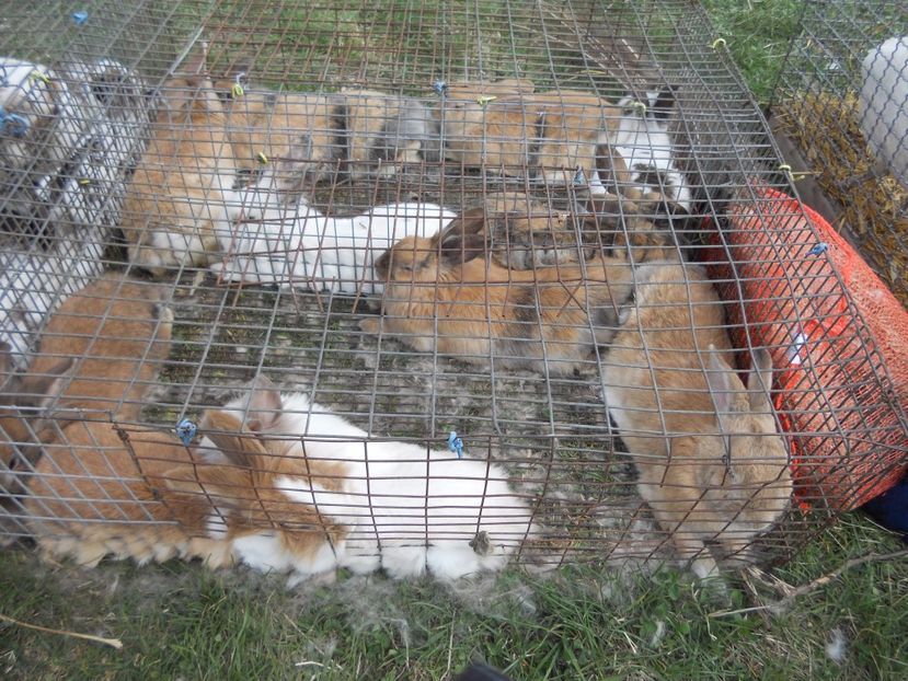  - TARG MONOR UNGARIA APRILIE 2017