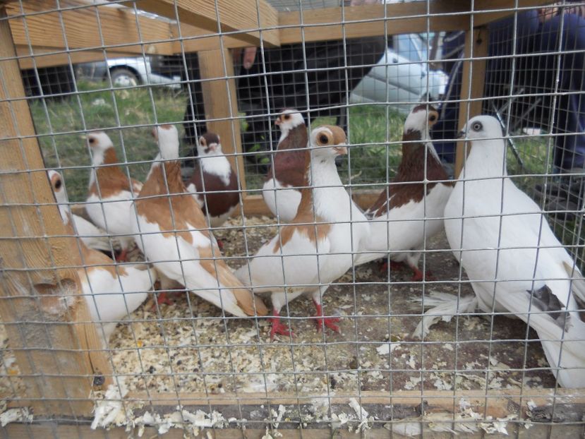  - TARG MONOR UNGARIA APRILIE 2017